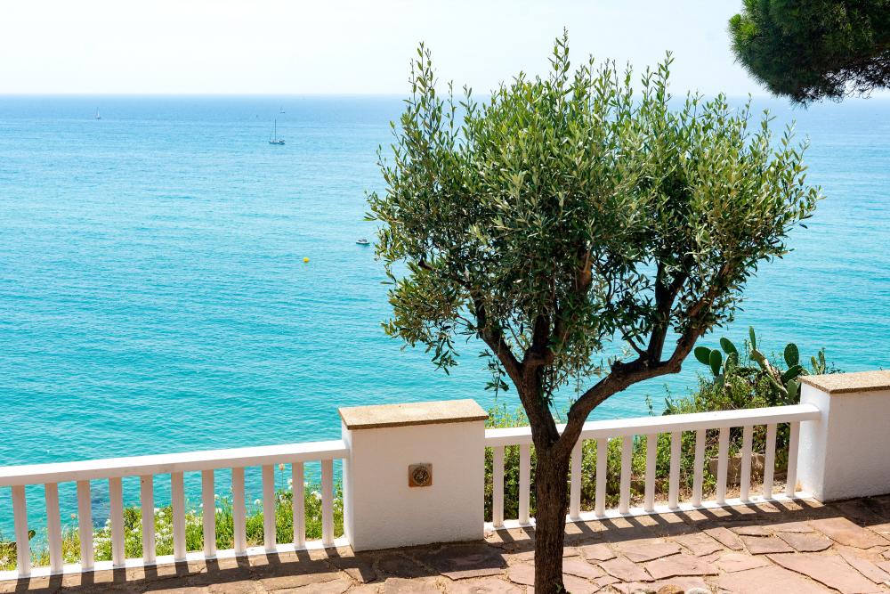 Vistas al mar, a la platja, a la muntanya i als jardins
lloguer turístic davant del mar
lloguer d'una villa privada amb jardí i piscina privats.
lloguer de vacances davant la platja
escapada a la costa del Maresme, Arenys de Mar
a prop de Barcelona i la costa Brava
Urbanització íntima y privada
Families amb nens petits
Amics i desconnexió Vistas al mar, a la platja, a la muntanya i als jardins
lloguer turístic davant del mar
lloguer d'una villa privada amb jardí i piscina privats.
lloguer de vacances davant la platja
escapada a la costa del Maresme, Arenys de Mar
a prop de Barcelona i la costa Brava
Urbanització íntima y privada
Families amb nens petits
Amics i desconnexió