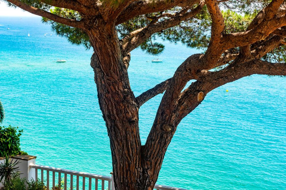 Vistas al mar, a la platja, a la muntanya i als jardins
lloguer turístic davant del mar
lloguer d'una villa privada amb jardí i piscina privats.
lloguer de vacances davant la platja
escapada a la costa del Maresme, Arenys de Mar
a prop de Barcelona i la costa Brava
Urbanització íntima y privada
Families amb nens petits
Amics i desconnexió Vistas al mar, a la platja, a la muntanya i als jardins
lloguer turístic davant del mar
lloguer d'una villa privada amb jardí i piscina privats.
lloguer de vacances davant la platja
escapada a la costa del Maresme, Arenys de Mar
a prop de Barcelona i la costa Brava
Urbanització íntima y privada
Families amb nens petits
Amics i desconnexió