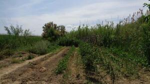 160 Finca Montaner Terreny  Deltebre