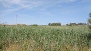 160 Finca Montaner Terreny  Deltebre
