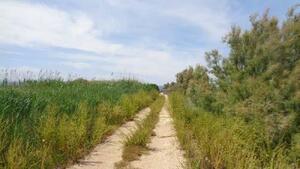 160 Finca Montaner Terreny  Deltebre