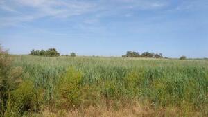 160 Finca Montaner Terreny  Deltebre