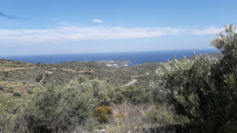 SES CLOSES  2 Olivar amb vistes al mar Rústico  Cadaqués