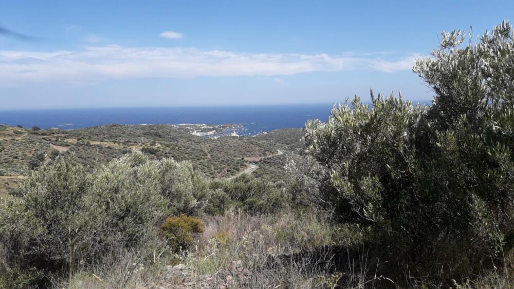 SES CLOSES  2 Olivar amb vistes al mar Rústico  Cadaqués