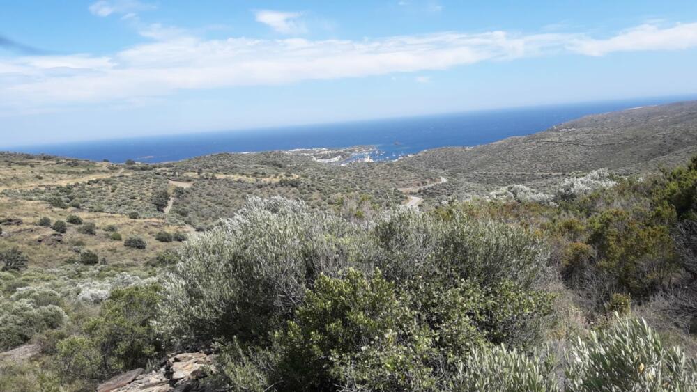 SES CLOSES  2 Olivar amb vistes al mar Rústico  Cadaqués