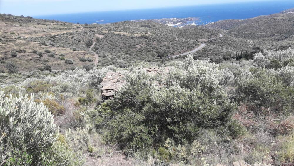 SES CLOSES  2 Olivar amb vistes al mar Rústico  Cadaqués