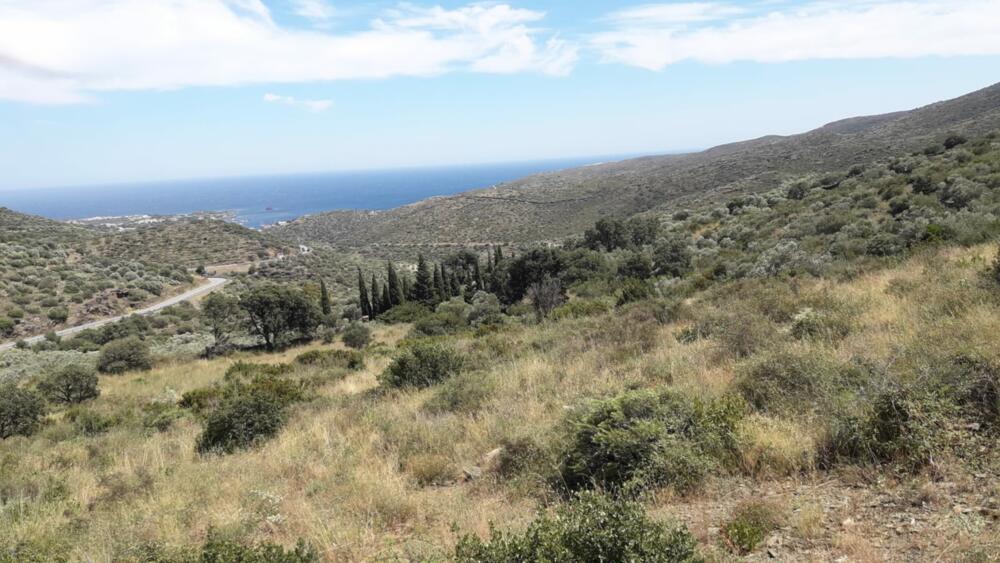 SES CLOSES  2 Olivar amb vistes al mar Rústico  Cadaqués