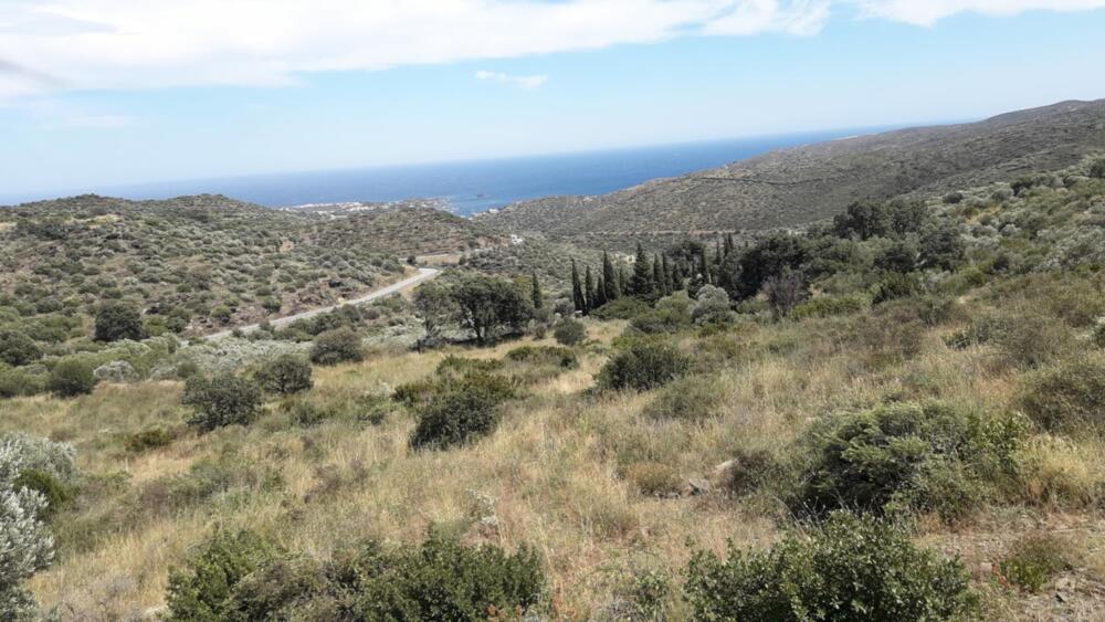 SES CLOSES  2 Olivar amb vistes al mar Rústico  Cadaqués