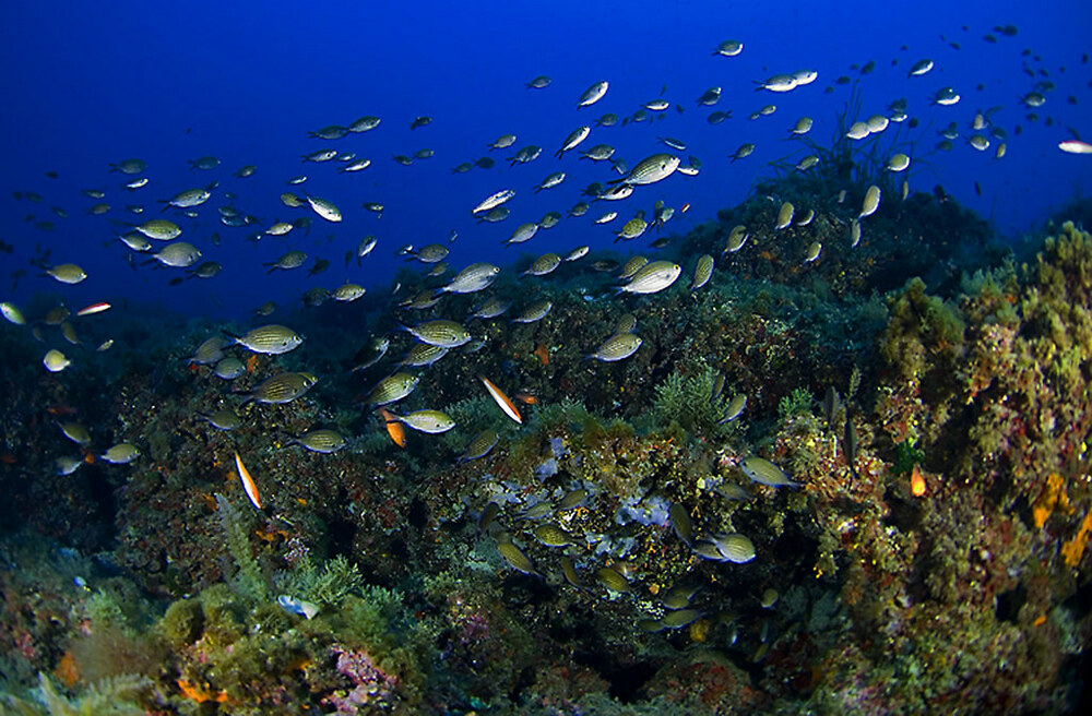 Bautismo de buceo