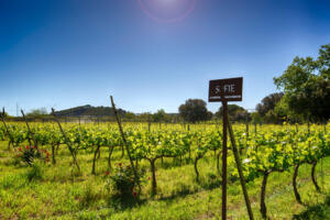 Palamos-102 Mas Pages Petit Appartement Costa Brava Palamós