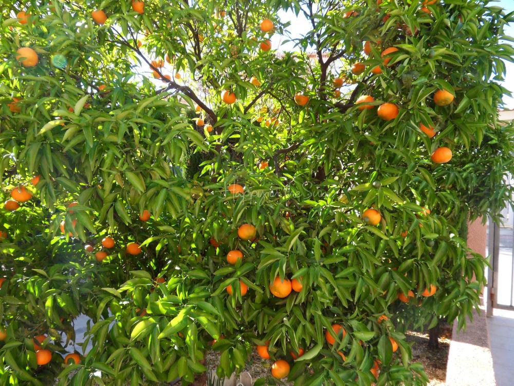 B009 Casa Mandarina Bungalow Partida Barranquets Poblets (els)