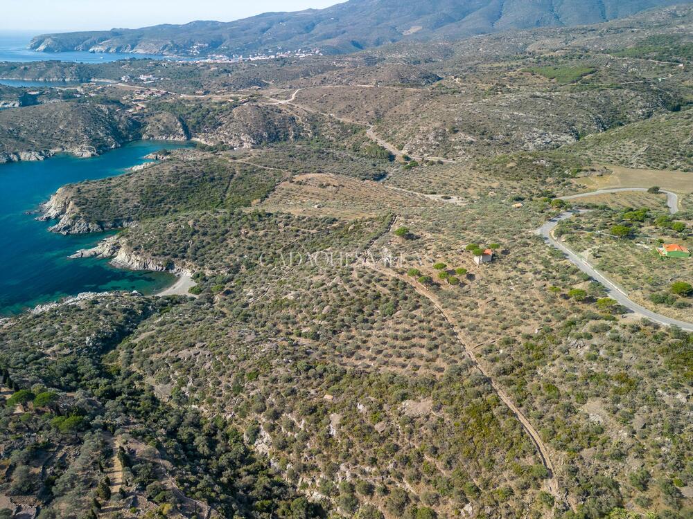 EP-19097-2 Olivar al Paratge de Guillola Rústico  Cadaqués