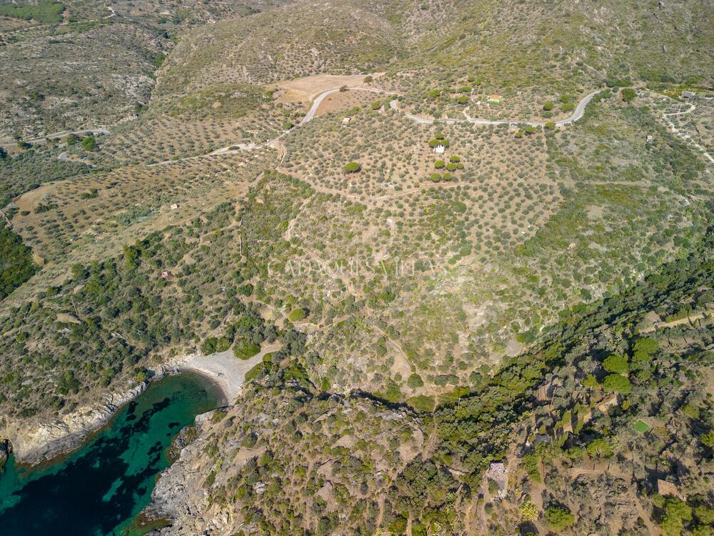 EP-19086 Olivar al Paratge de Guillola Terreno  Cadaqués