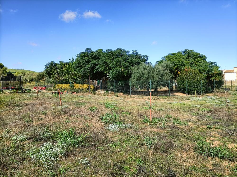 250 Ref 250  Masia  Albons
