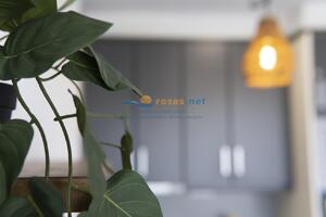 420534 600 XALOC - 05-34 - TR42 Studio  Roses