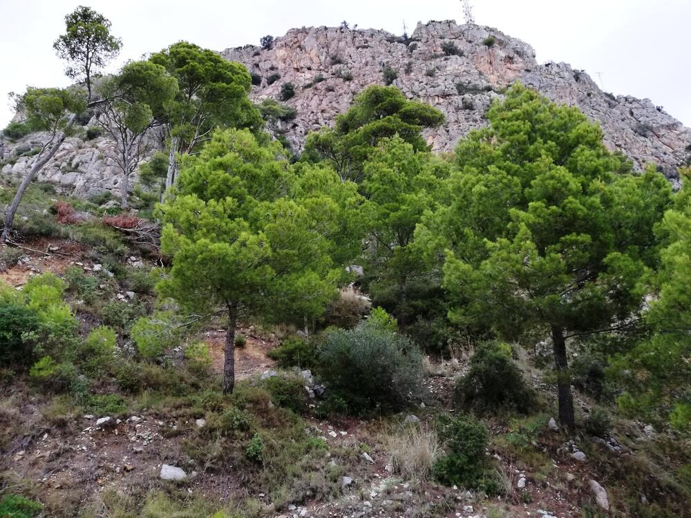 VENT-PARCELA 100 PARCELA 100 Terreno Estartit (L´) VENT-PARCELA 100 PARCELA 100 Terreno Estartit (L´)