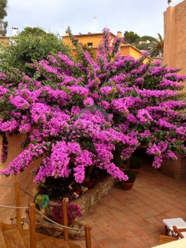 5097 Casa Rosa Village house Centre Begur 5097 Casa Rosa Village house Centre Begur