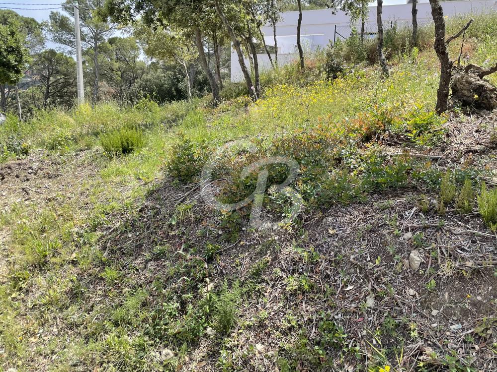 T157 TERRENO EDIFICABLE EN BEGUR Terreno  Begur