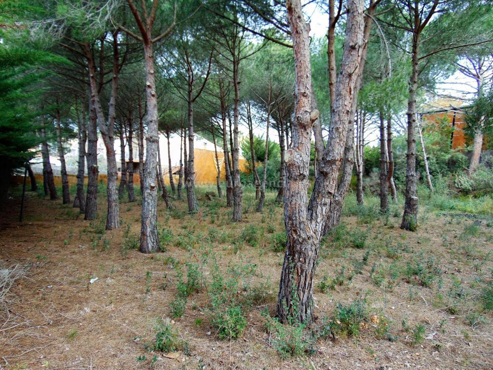 309 MAS DAVID Terreno Sant Antoni de Calonge 309 MAS DAVID Terreno Sant Antoni de Calonge