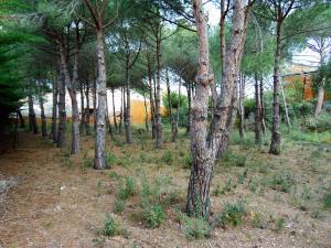 309 MAS DAVID Terreno  Sant Antoni de Calonge