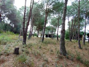 309 MAS DAVID Terreno  Sant Antoni de Calonge